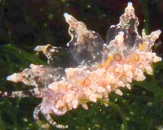 Photo:O. Lederman; see note in Sea Slugforum